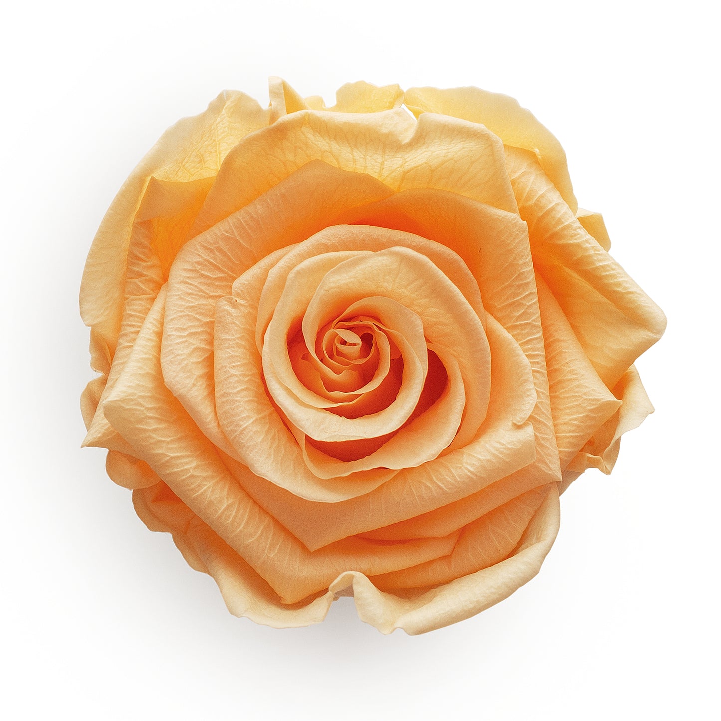 Forever Roses & M Round Pink Hat Box
