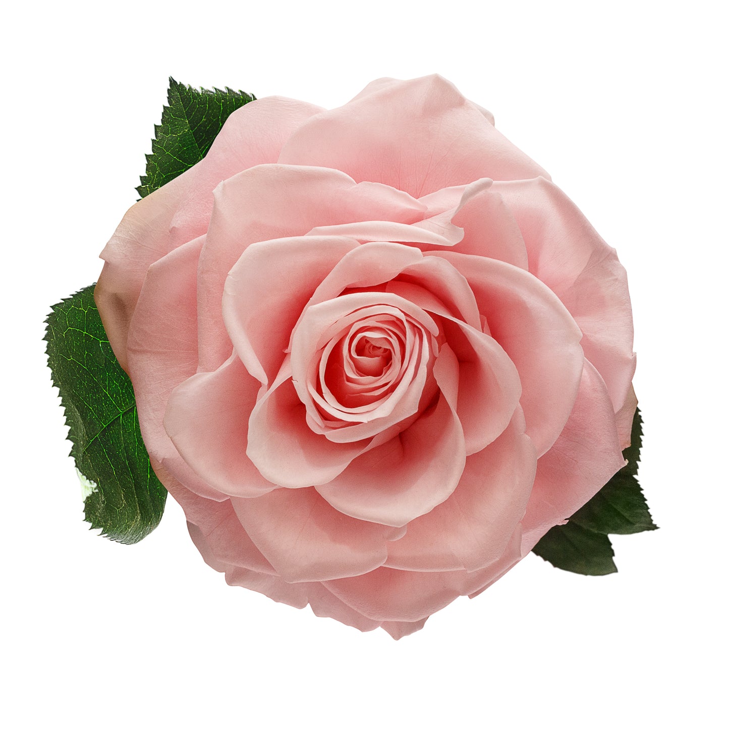 Light Pink B&B