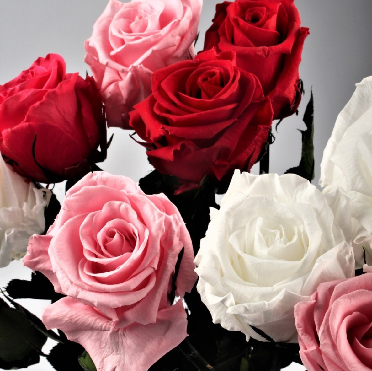 Everlasting Preserved Red Rose Stem -3
