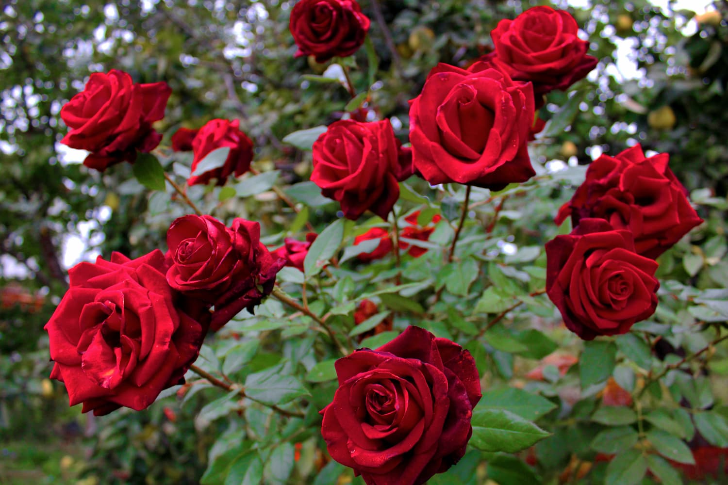 Meaning of Red Roses