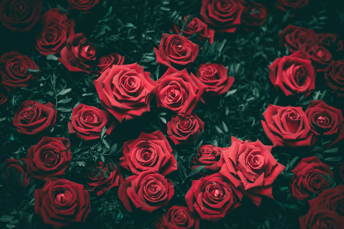 Everything You Need To Know About Roses