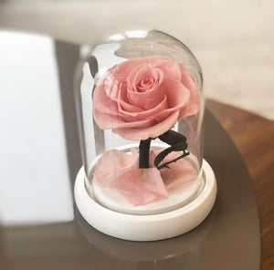 Small Peach Forever Rose in Glass Dome