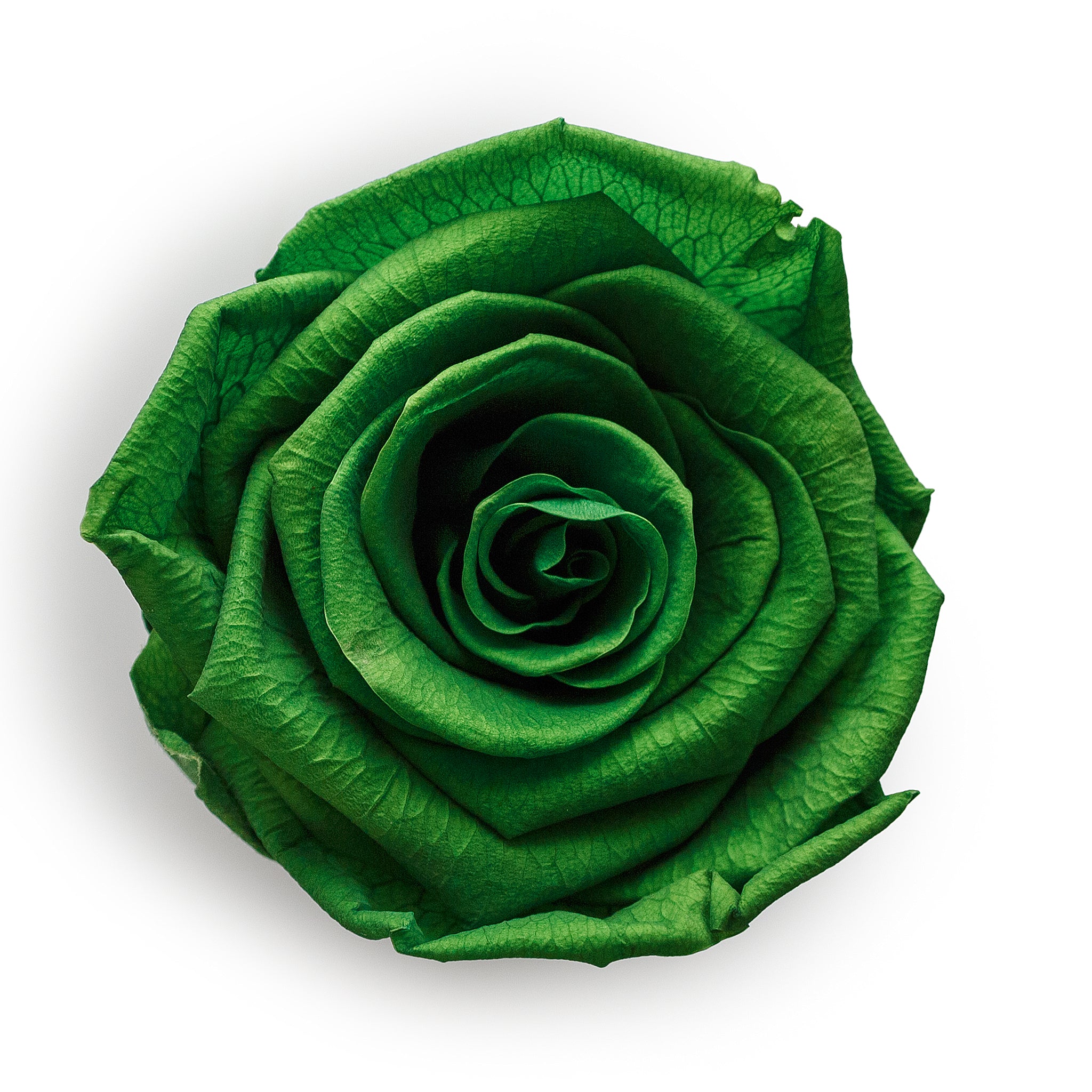Forever Roses &amp; S Runde grüne Hutschachtel