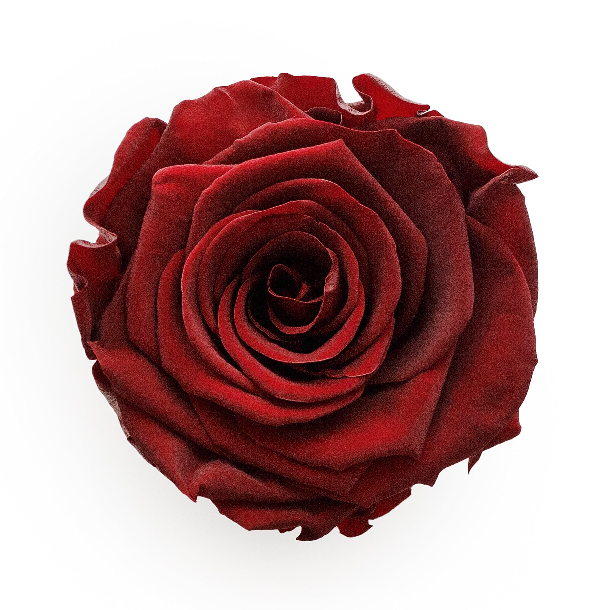 Forever Roses &amp; M Runde rosa Hutschachtel