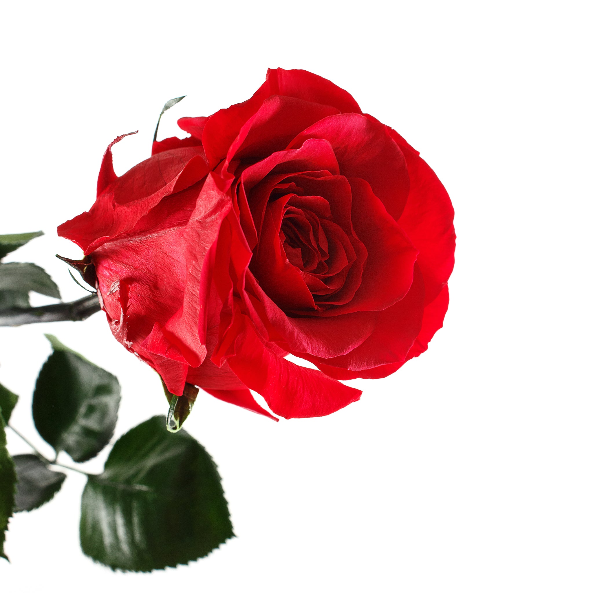 Everlasting Preserved Red Rose Stem -2