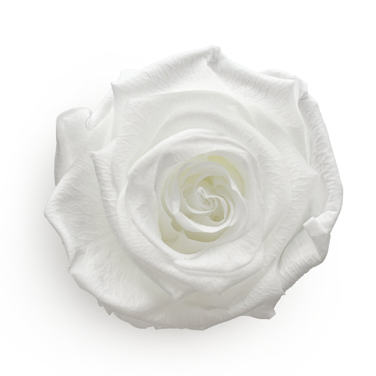 Forever Roses & Small Heart Shaped White Box