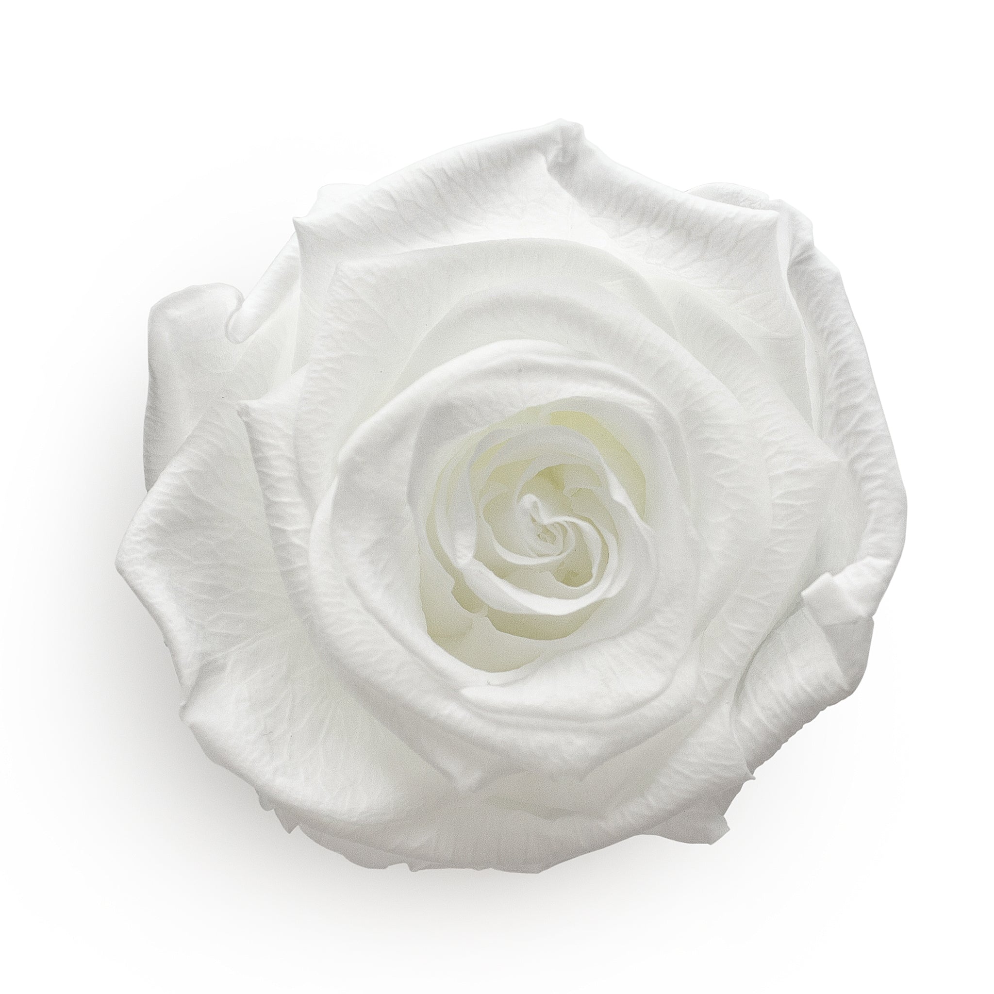 Forever Roses &amp; extra große herzförmige weiße Box