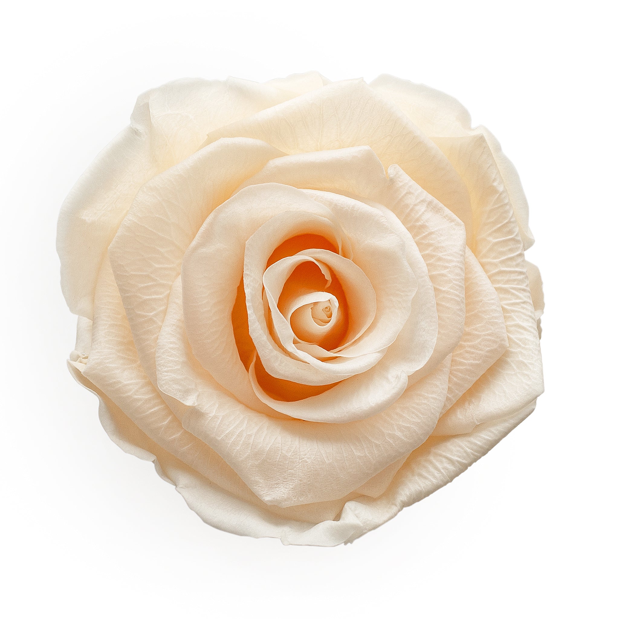 Forever Rose &amp; extra kleine weiße runde Hutschachtel