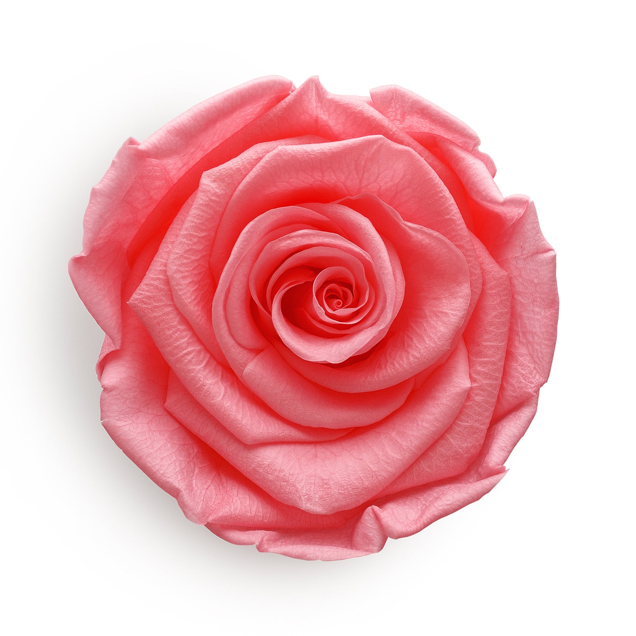 Forever Roses &amp; S Runde rosa Hutschachtel