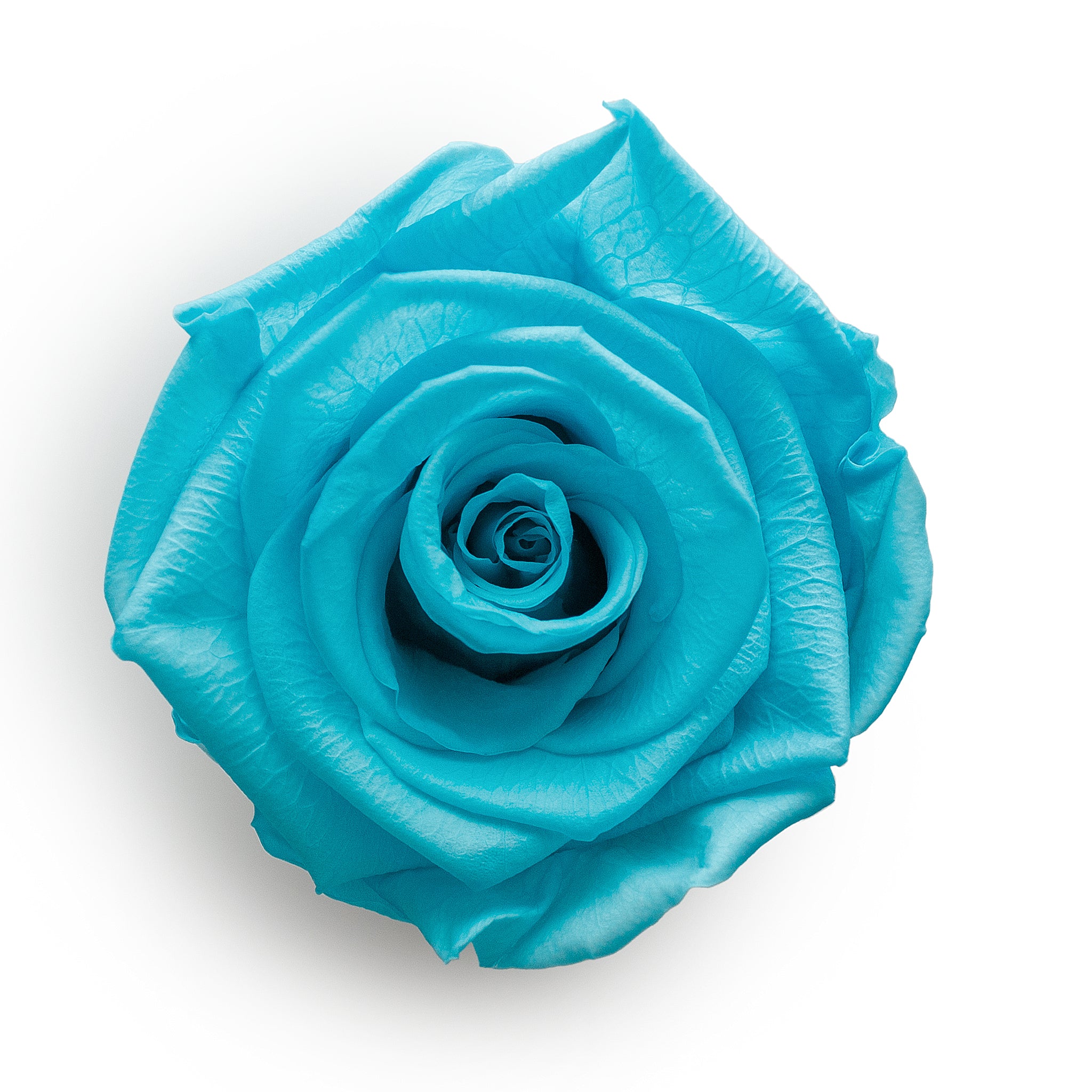Forever Roses &amp; S Runde blaue Hutschachtel