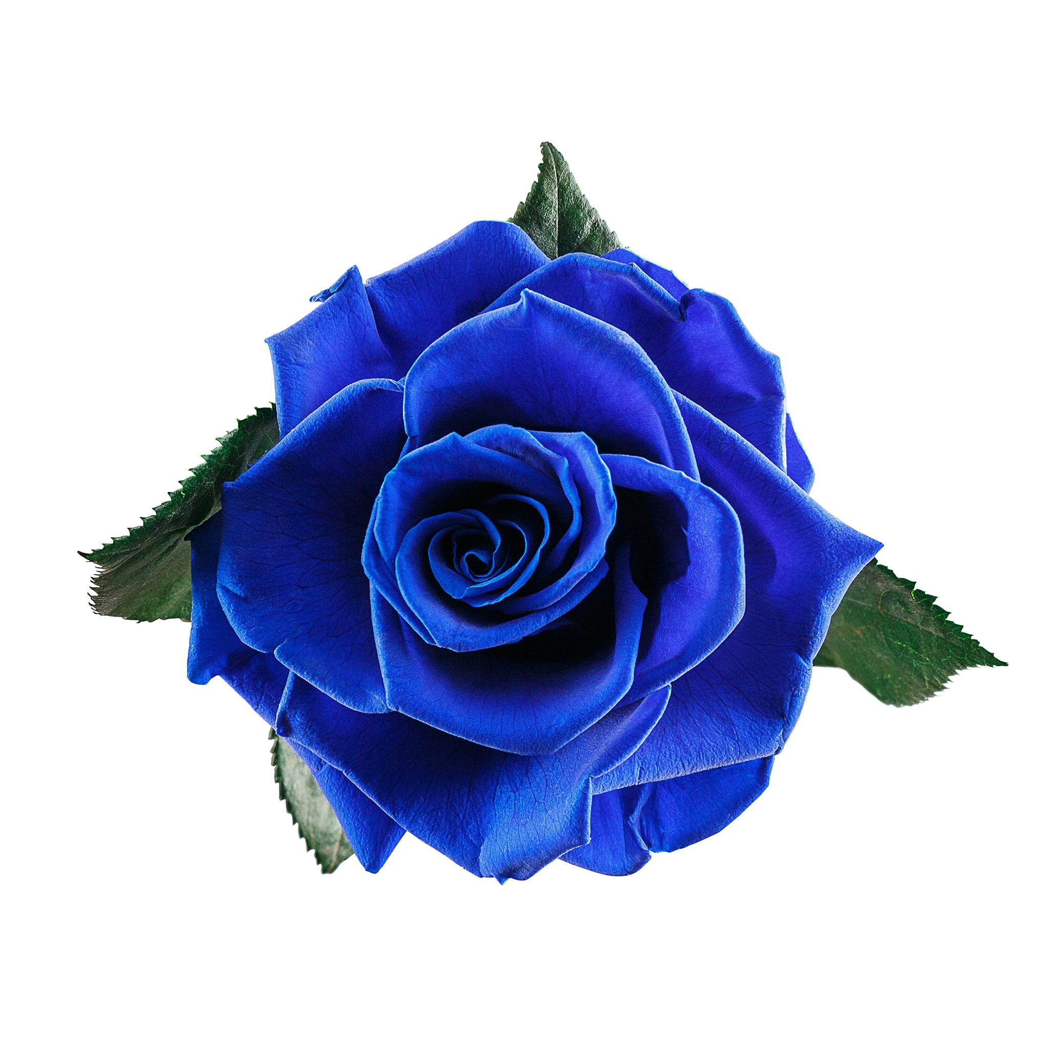 Small Royal Blue Infinity Rose in Glass Dome