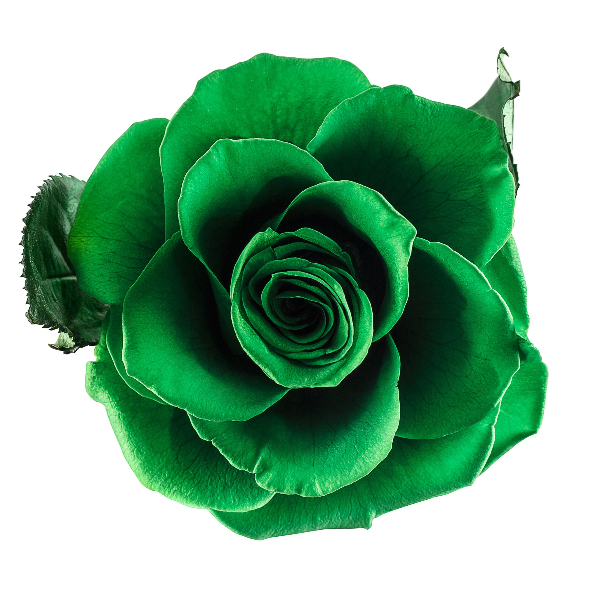 Eternity Green Rose in Glass Dome -2