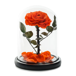 Orange Infinity Rose in Glass Dome -1