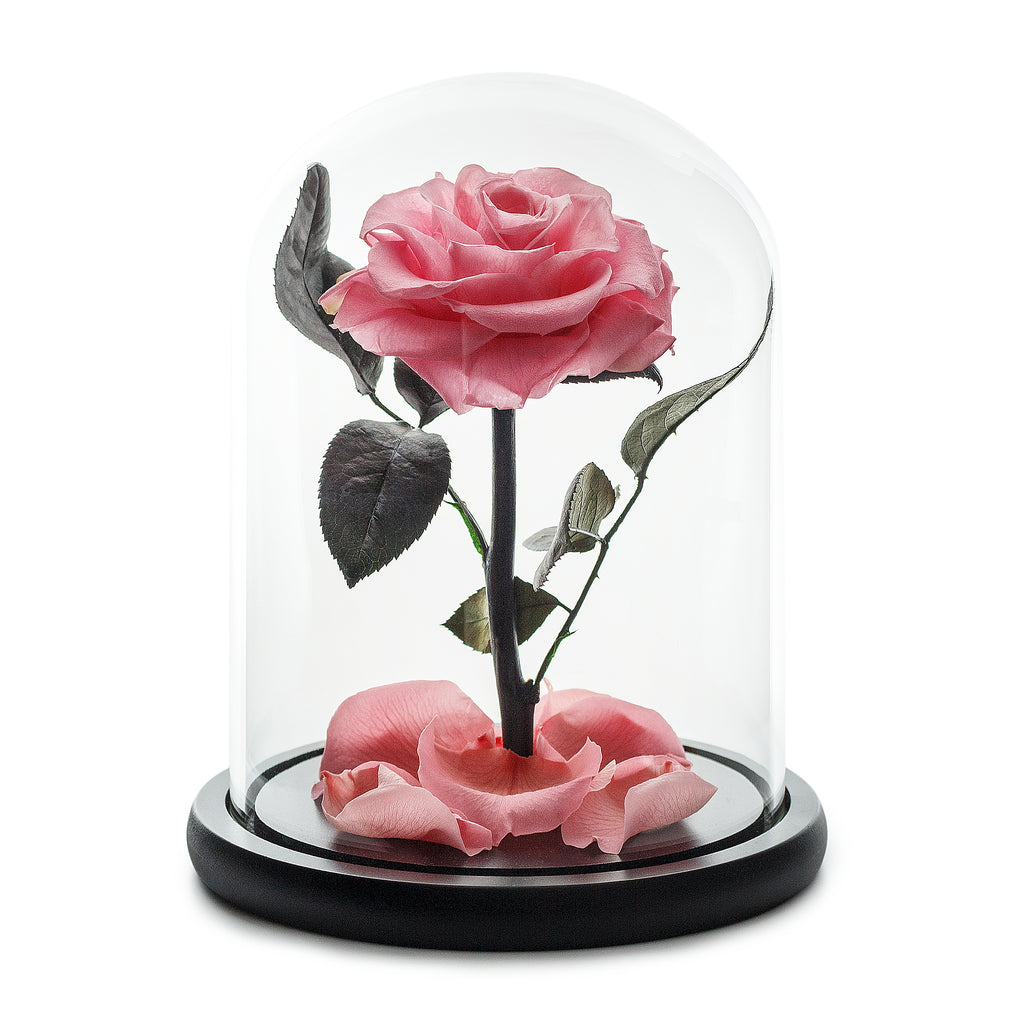 Peach Eternal Rose in Glass Dome -1
