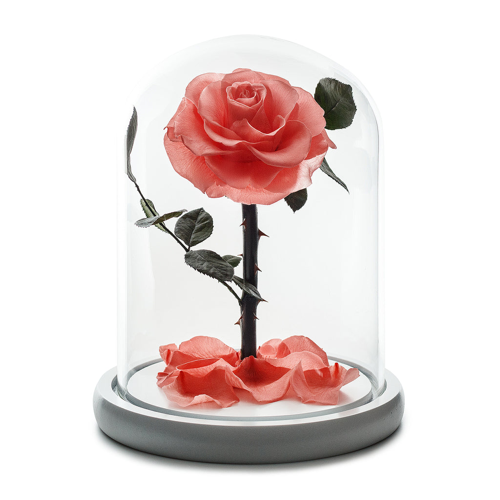 Peach Infinity Rose in Glass Dome -1