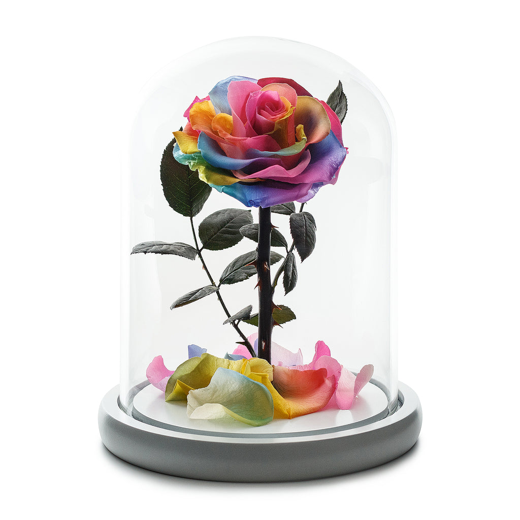 Rainbow Rose in White Glass Dome -1