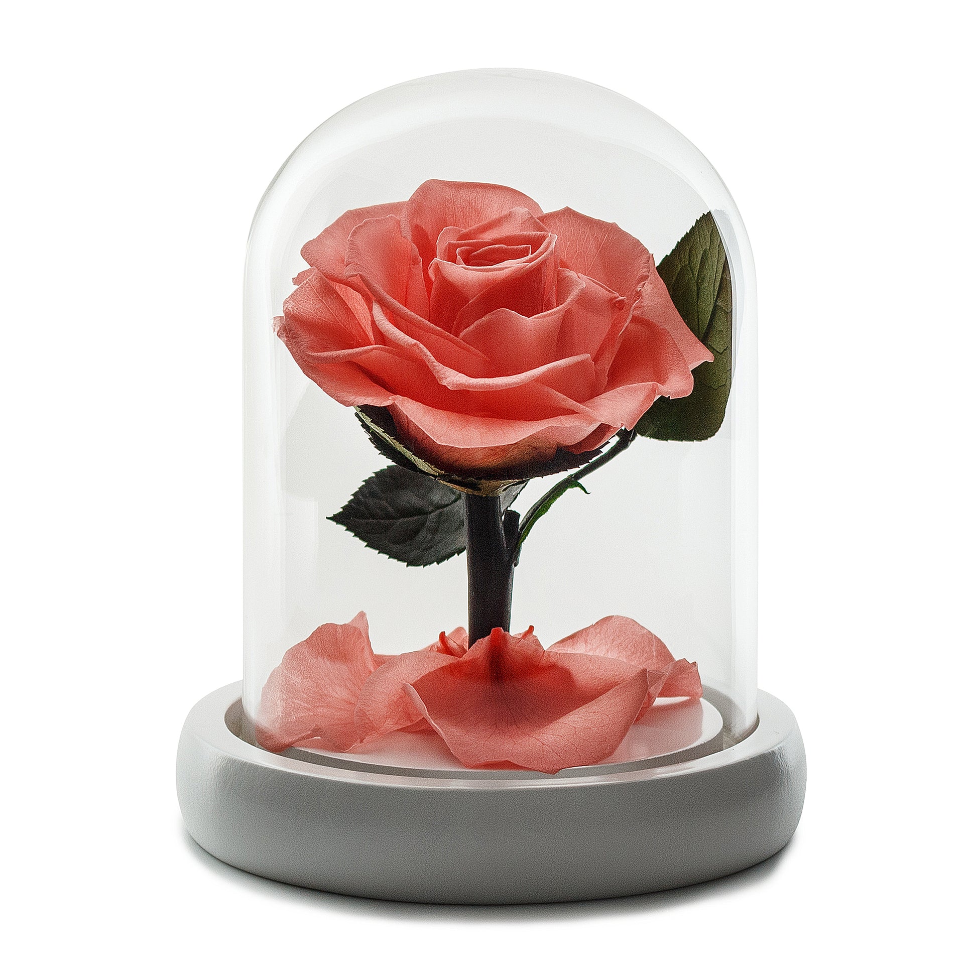 Peach Eternity Rose in Glass Dome -1
