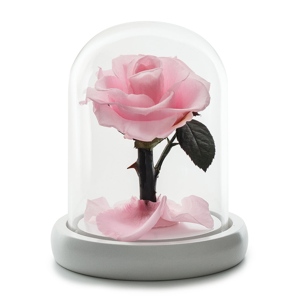 Eternity Light Pink Rose in Glass Dome -1