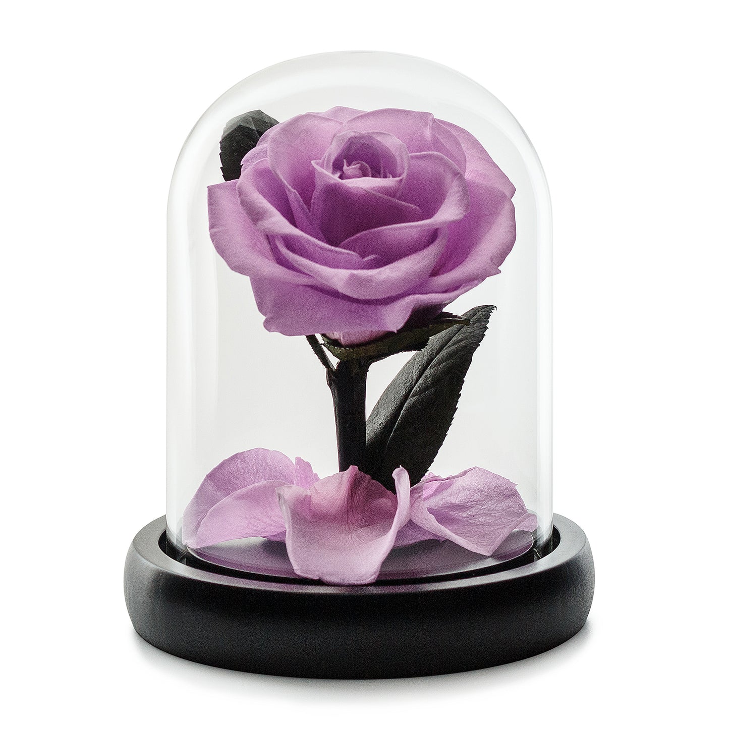 Purple Eternity Rose in Glass Dome -1