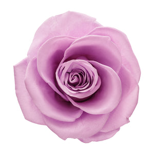 Purple Eternity Rose in Glass Dome -2