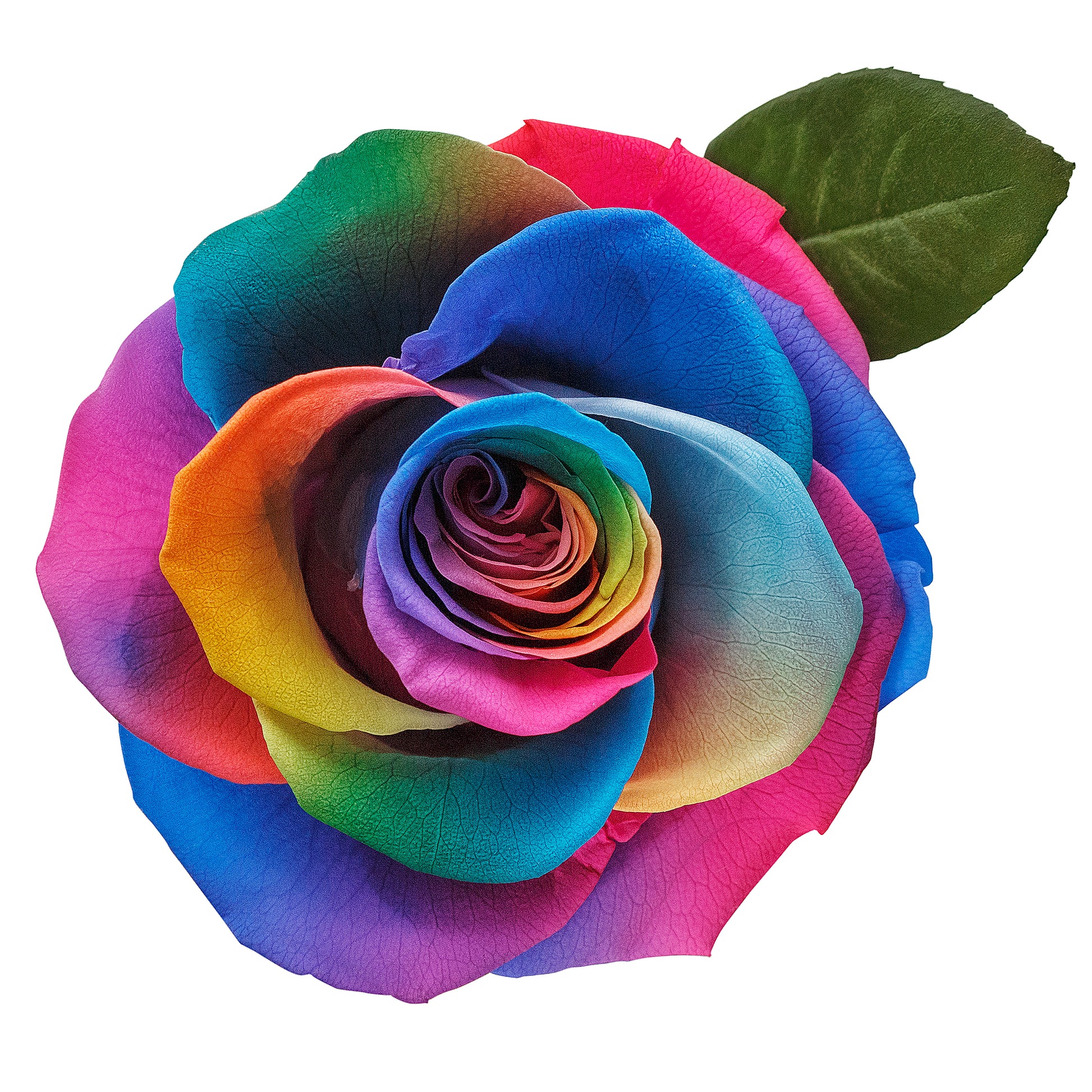 Dark Rainbow Eternity Rose in Glass Dome -2