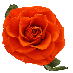 Orange Eternity Rose in Glass Dome -2