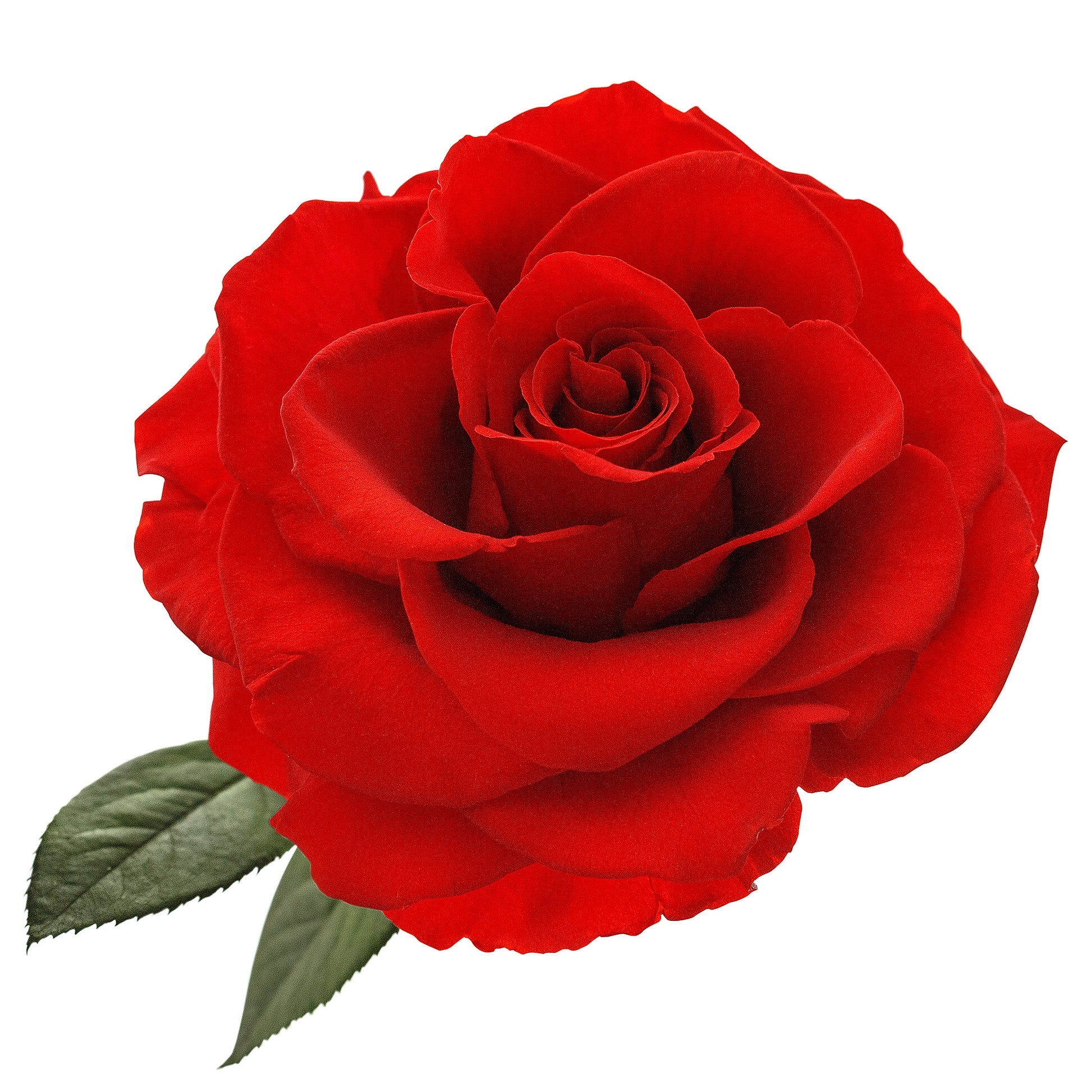 Infinity Red Grand Roses in Glass Dome -2
