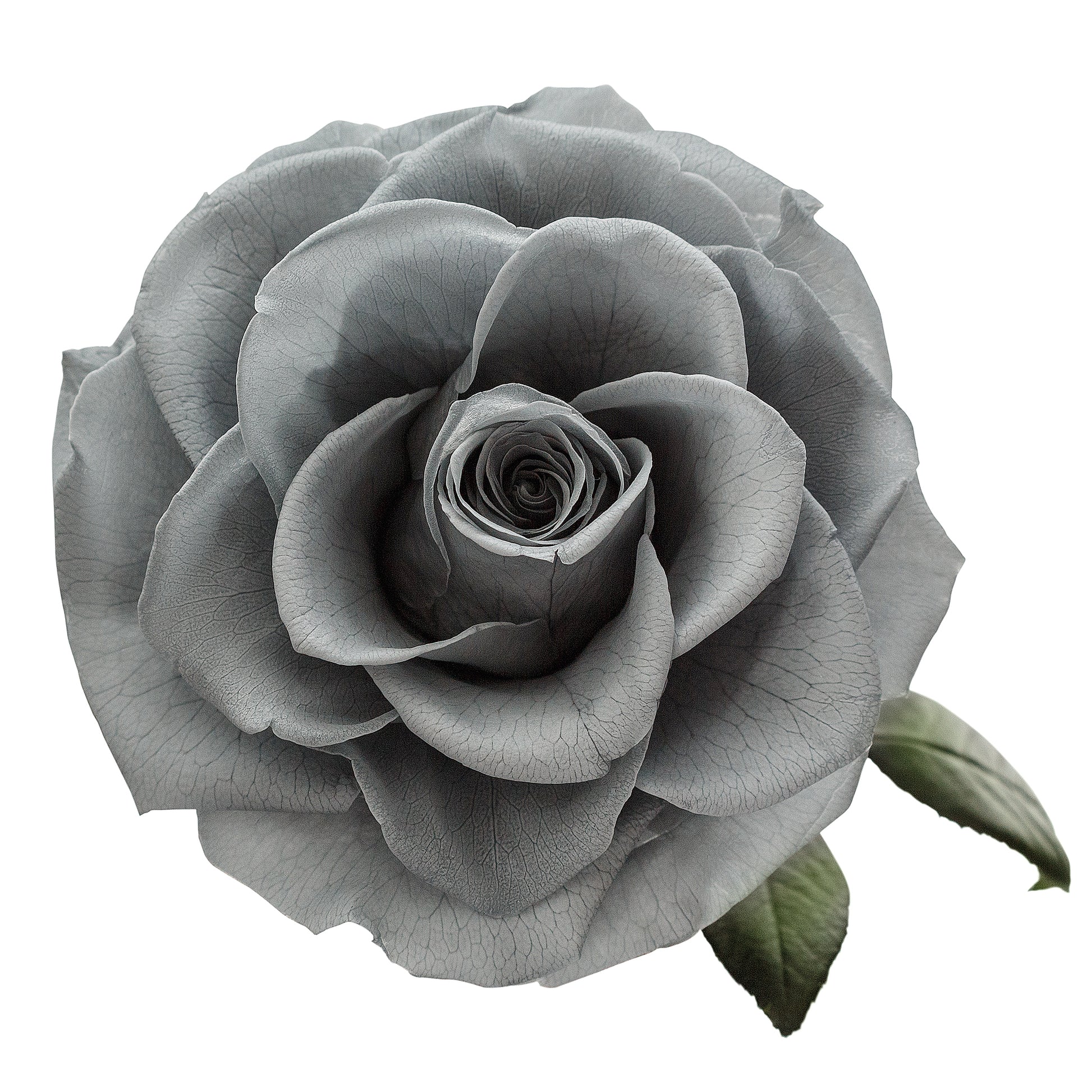 Grey Infinity Rose in Glass Dome -2