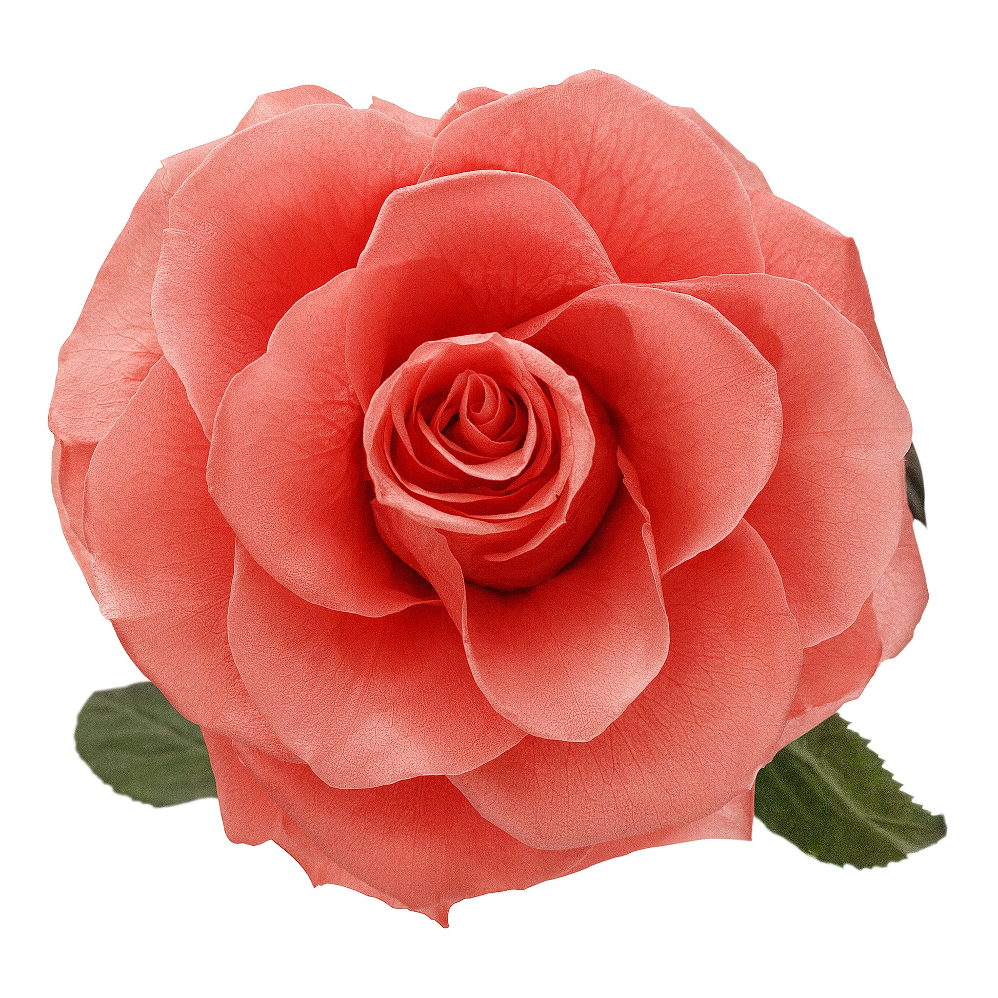 Peach Eternity Rose in Glass Dome -2