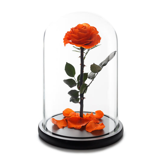 Orange Eternity Rose in Glass Dome -1