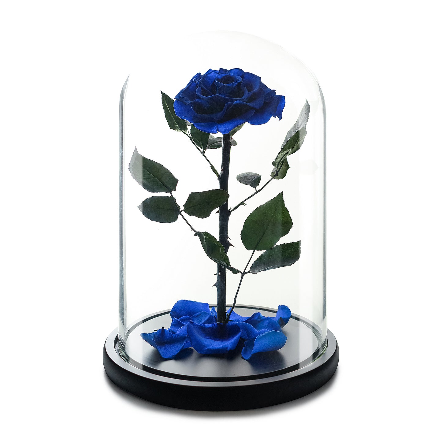 Royal Blue Eternity Rose in Glass Dome -1