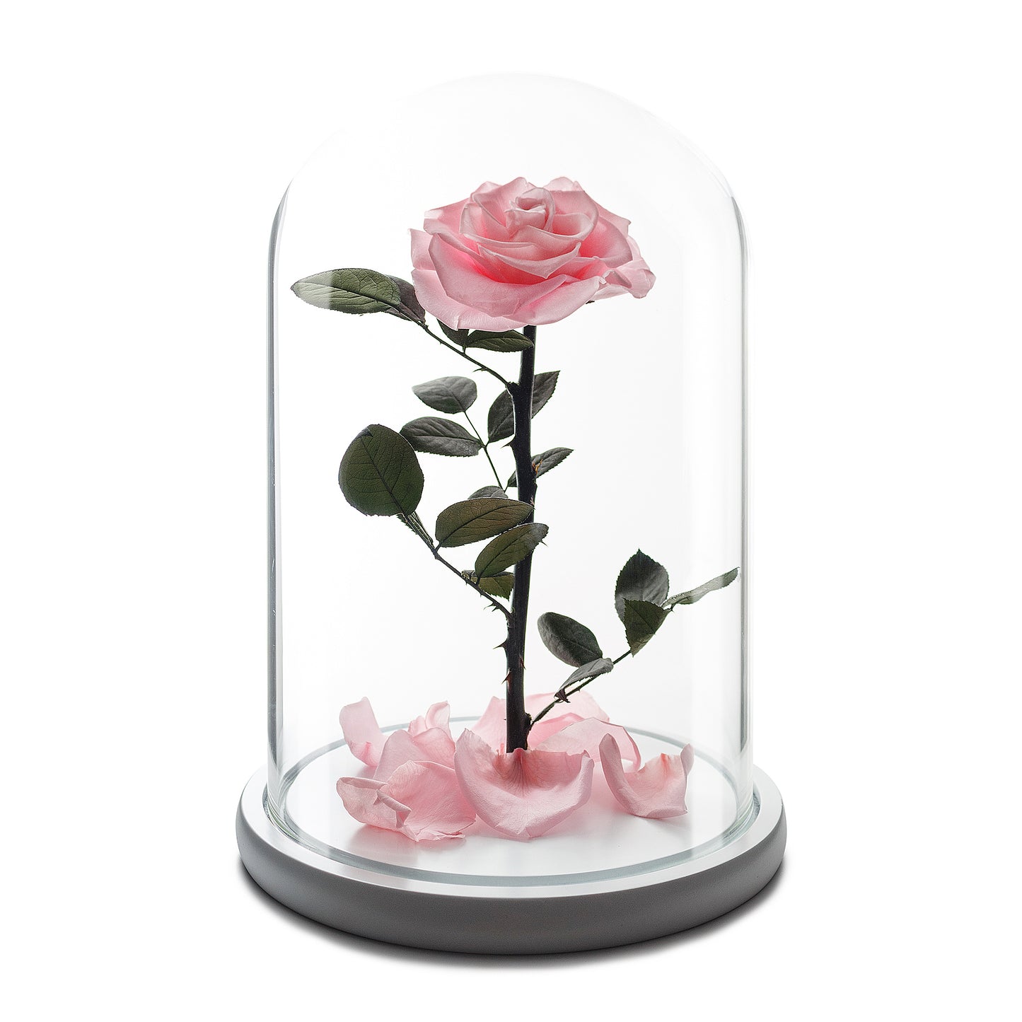 Light Pink Eternity Rose in Glass Dome -1