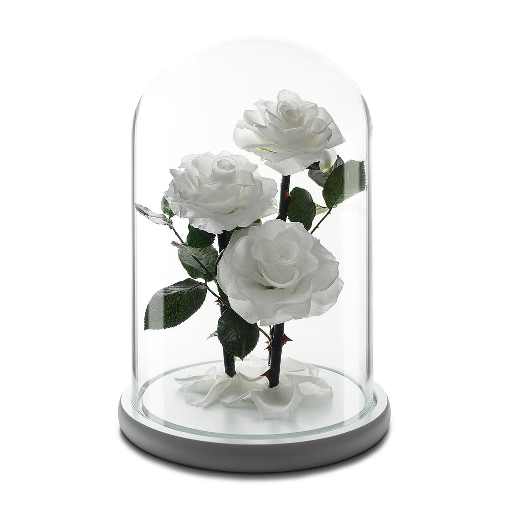 White Grand Roses in Glass Dome -1