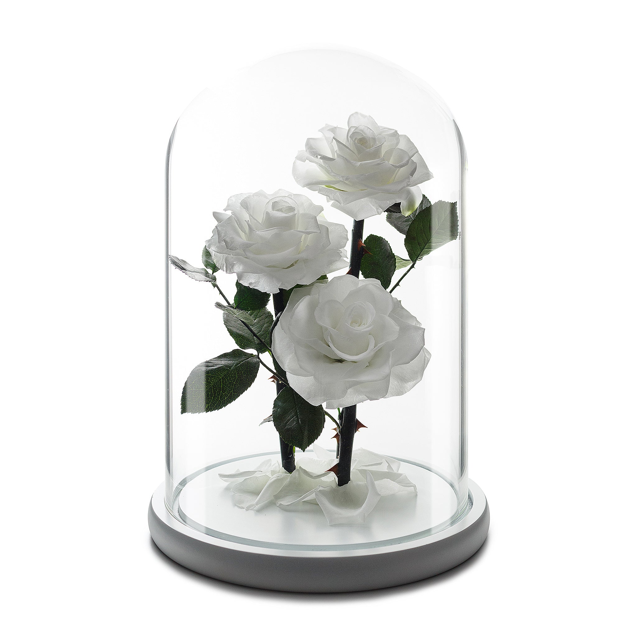 Dome White Roses White Grand Roses in Glass Dome – Flowers First