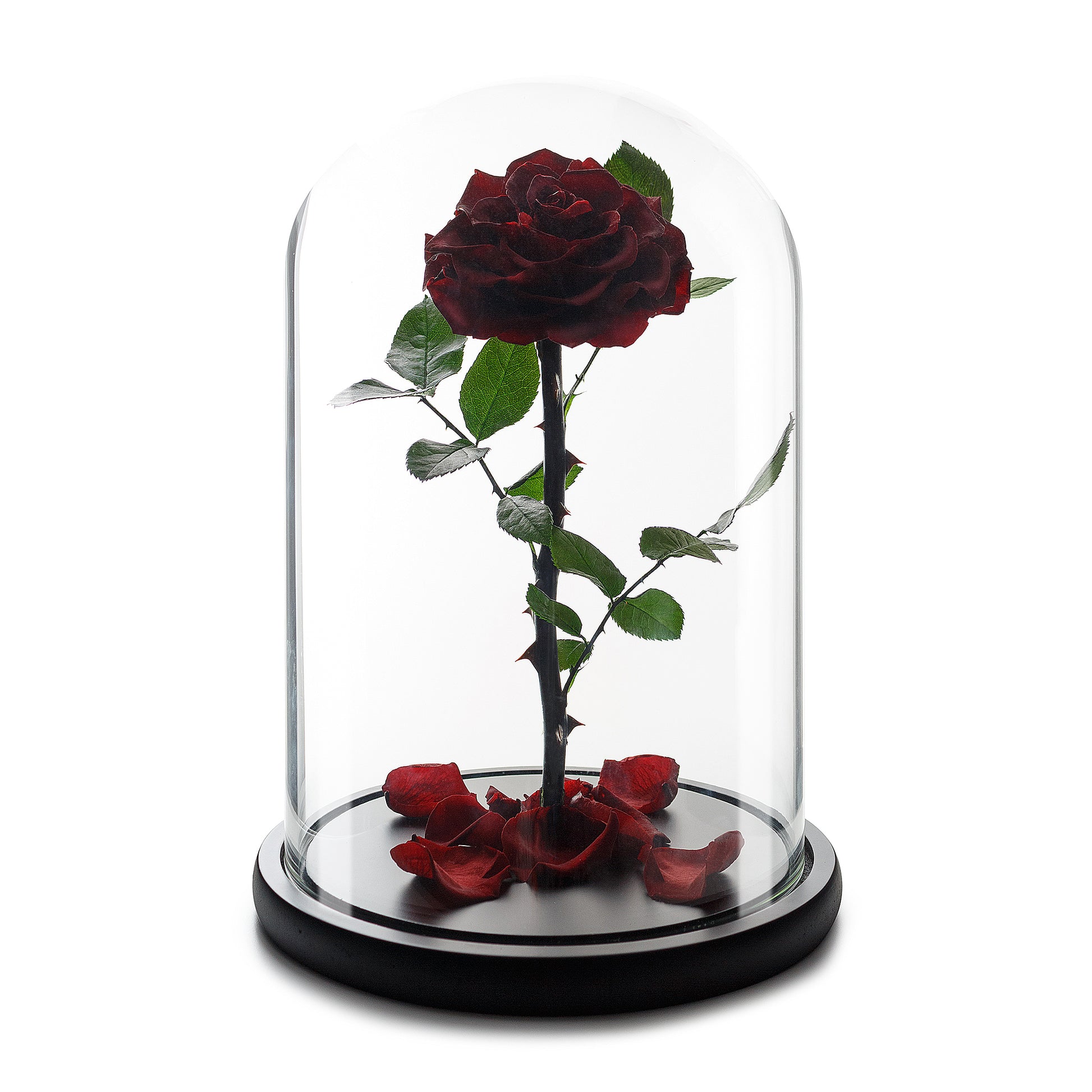 Wine Red Eternity Rose in Glass Dome -1