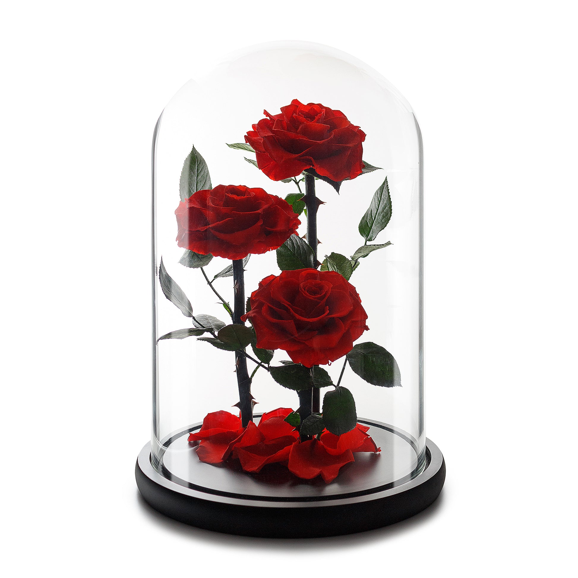 Infinity Red Grand Roses in Glass Dome -1