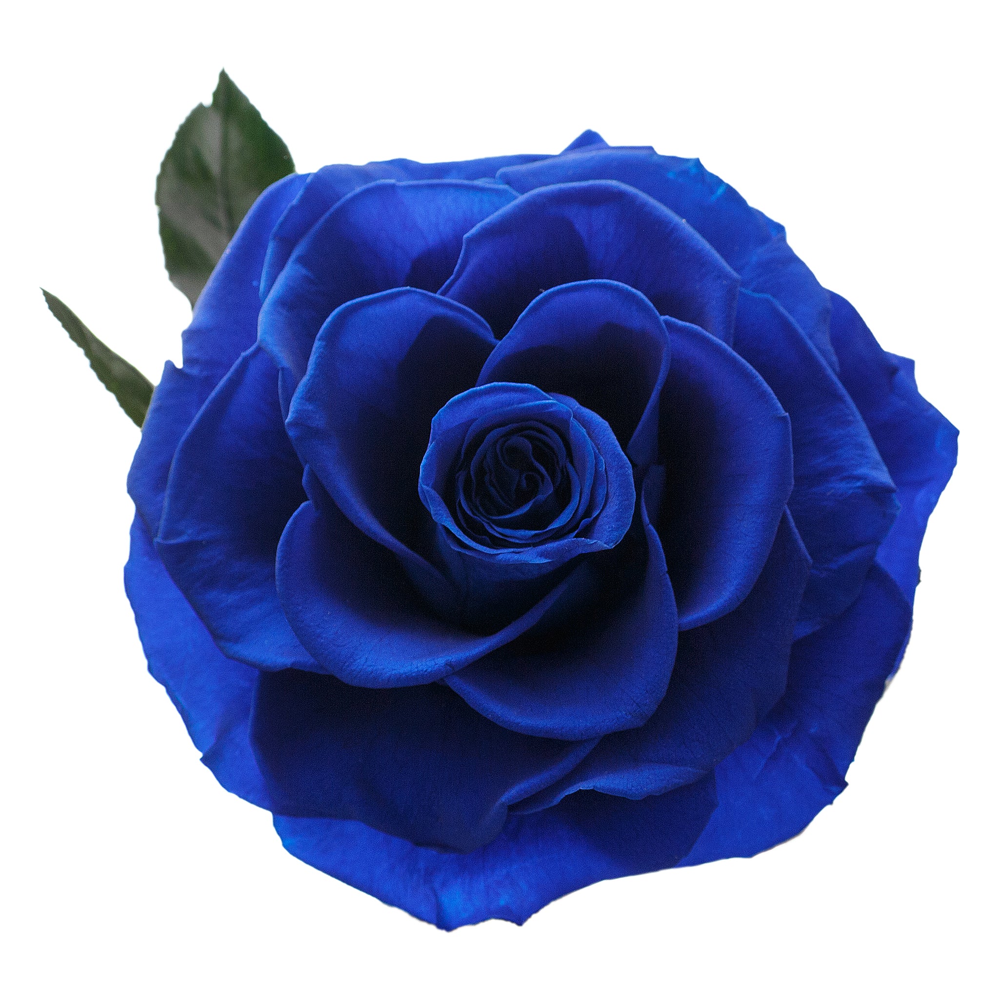 Medium Royal Blue Infinity Rose in Glass Dome