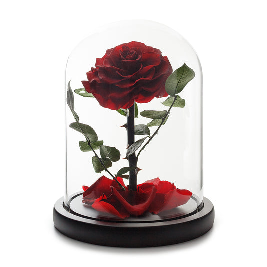 Enchanted Eternity Wine Red Rose in Glass Dome -1