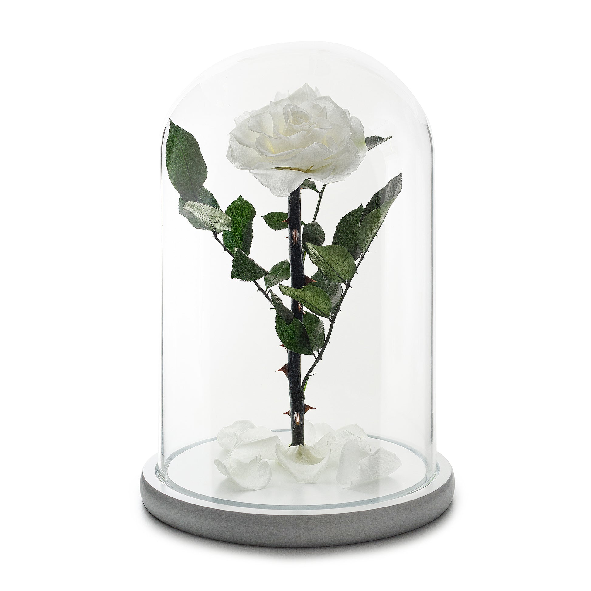 White Eternity Rose in Glass Dome -1
