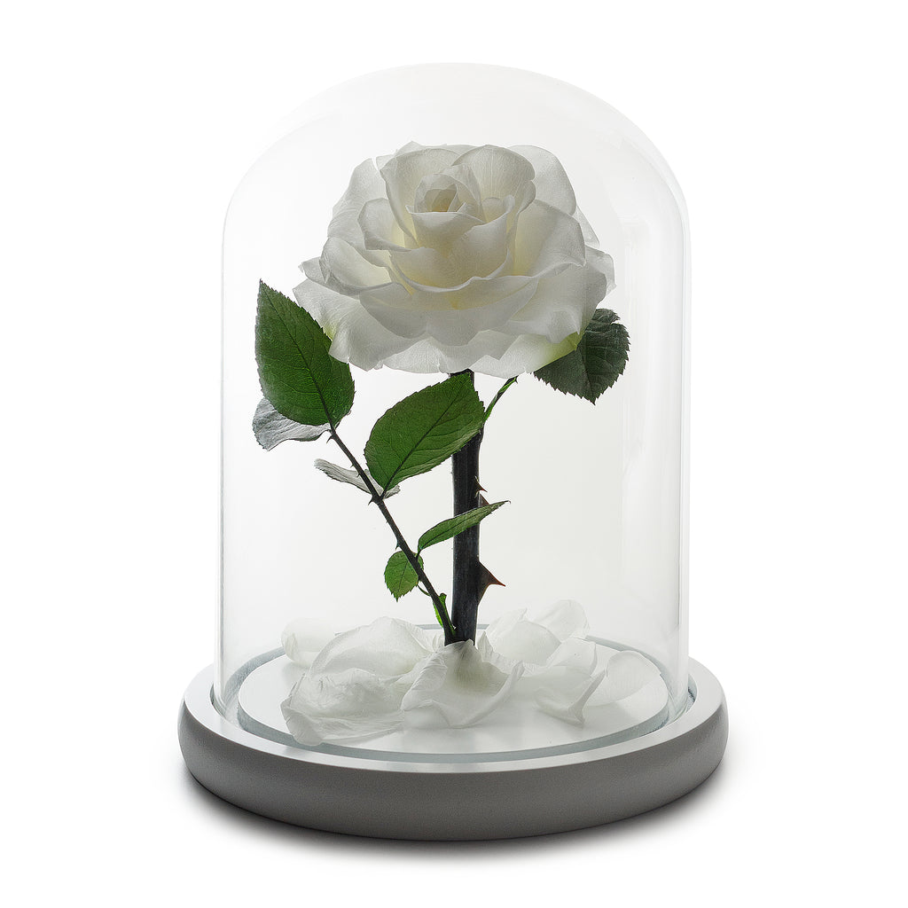 Mittlere verzauberte Ewigkeitsrose in Weiß in Glaskuppel