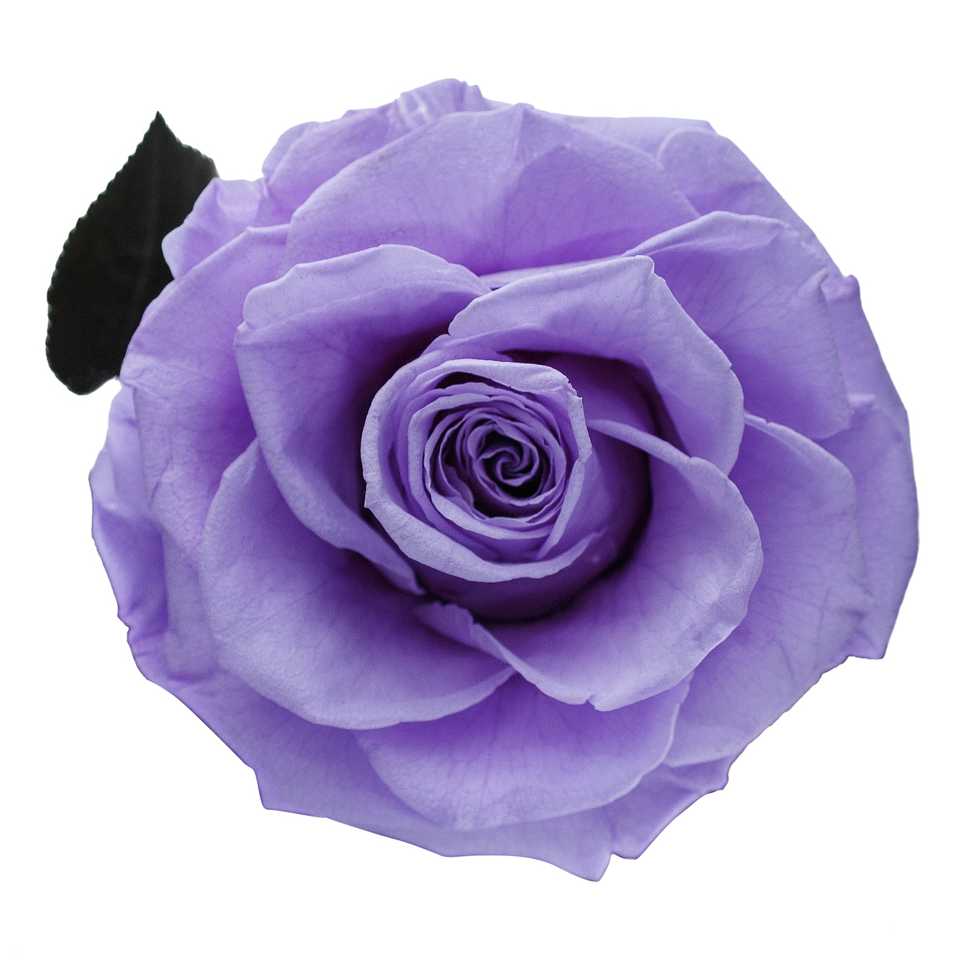 Violet Eternity Rose in Glass Dome -2