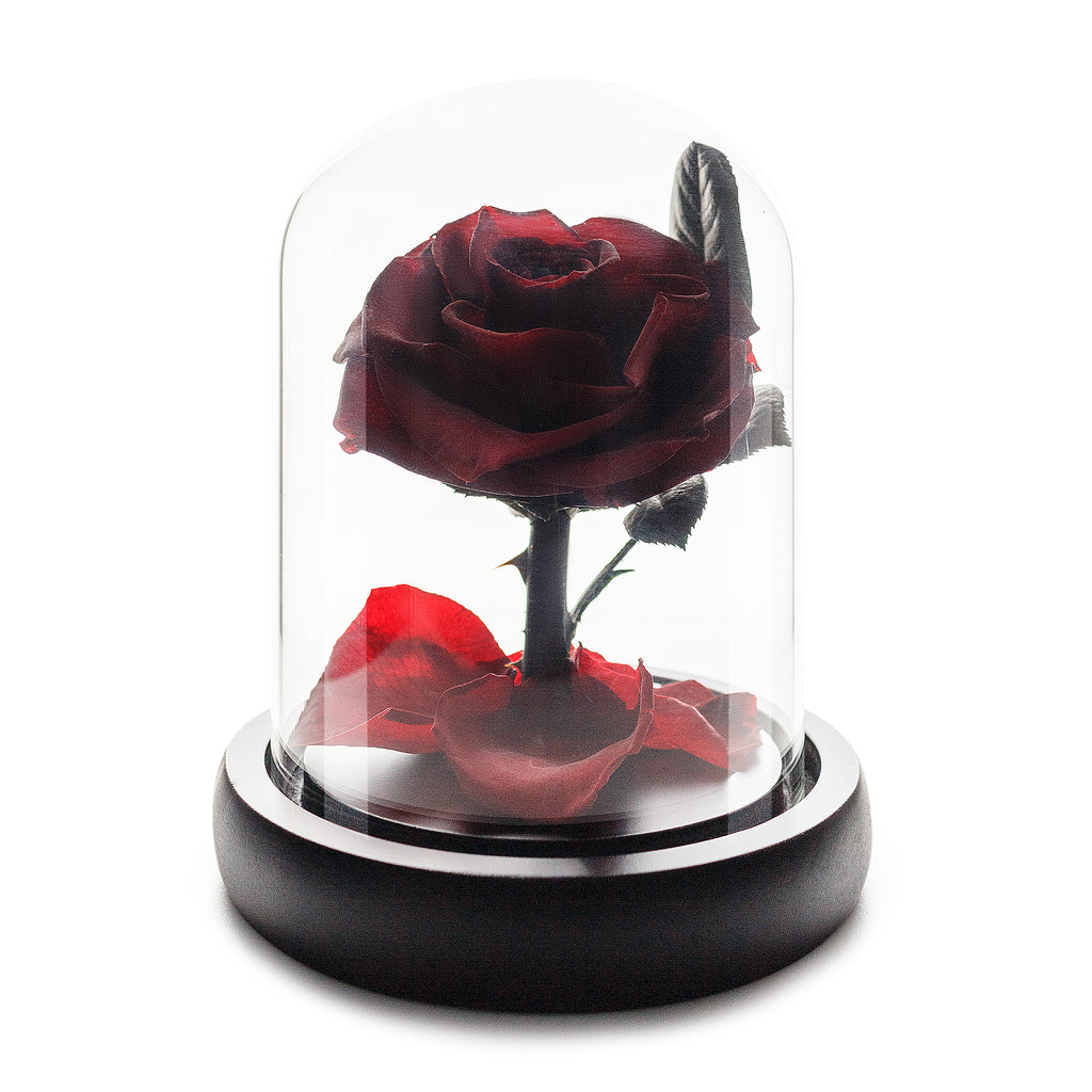 Wine Red Infinity Rose in Glass Dome -1