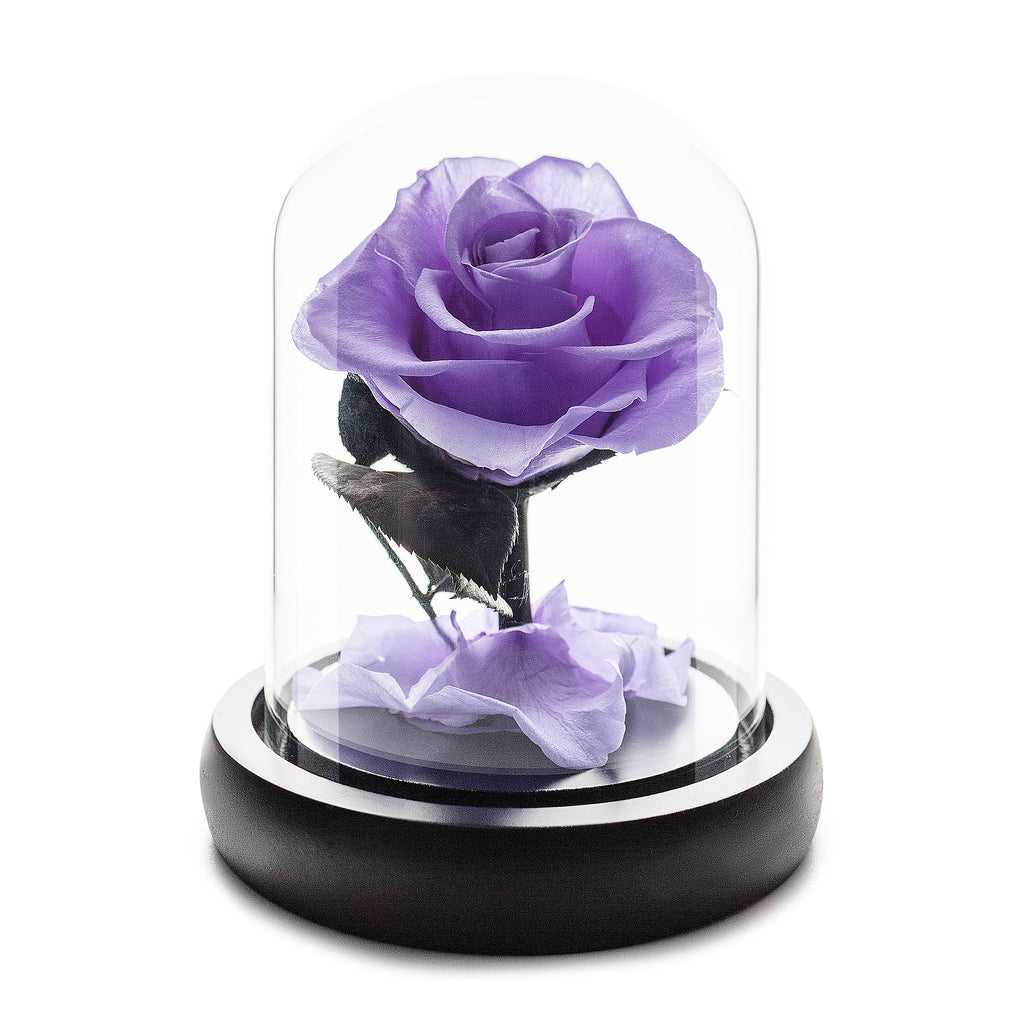 Violet Infinity Rose in Glass Dome -1