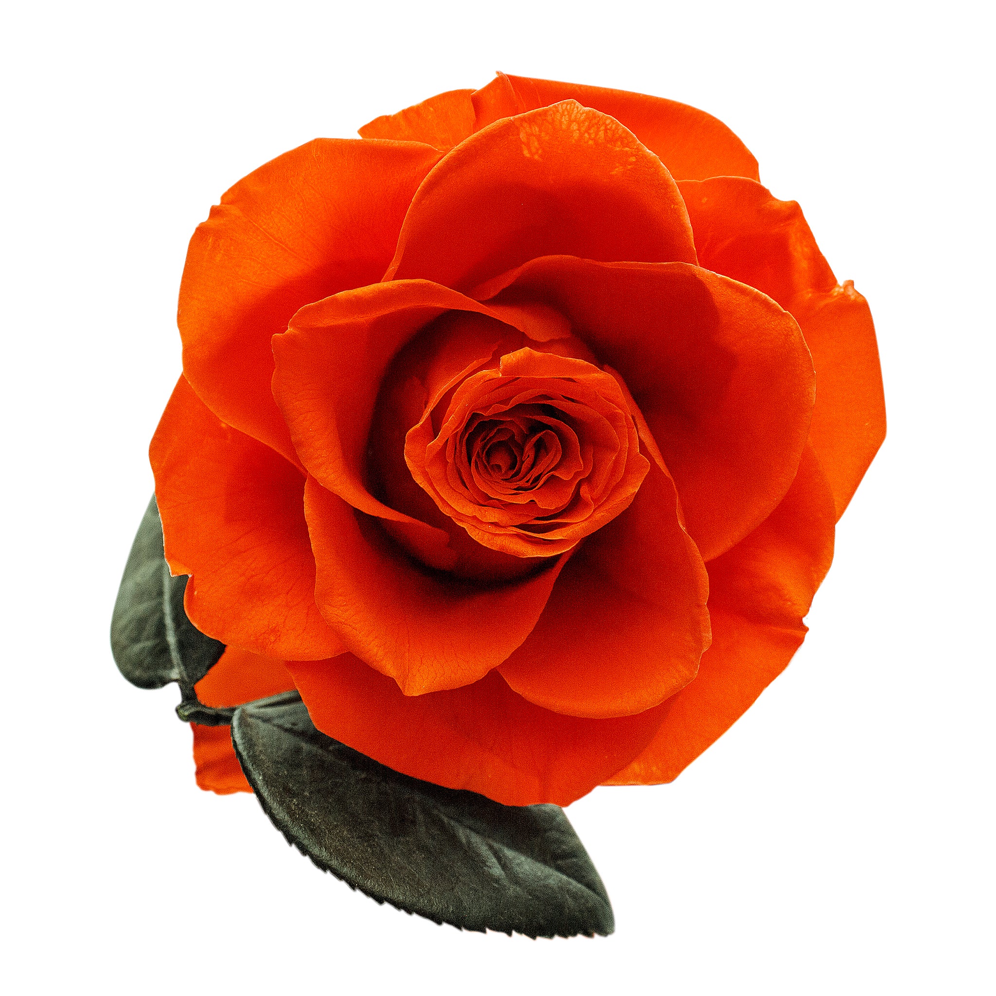 Orange Infinity Rose in Glass Dome -2