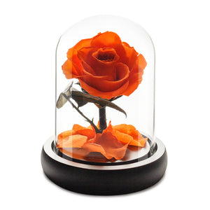 Orange Infinity Rose in Glass Dome -1