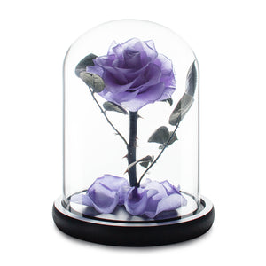 Mittlere lila Infinity-Rose in Glaskuppel
