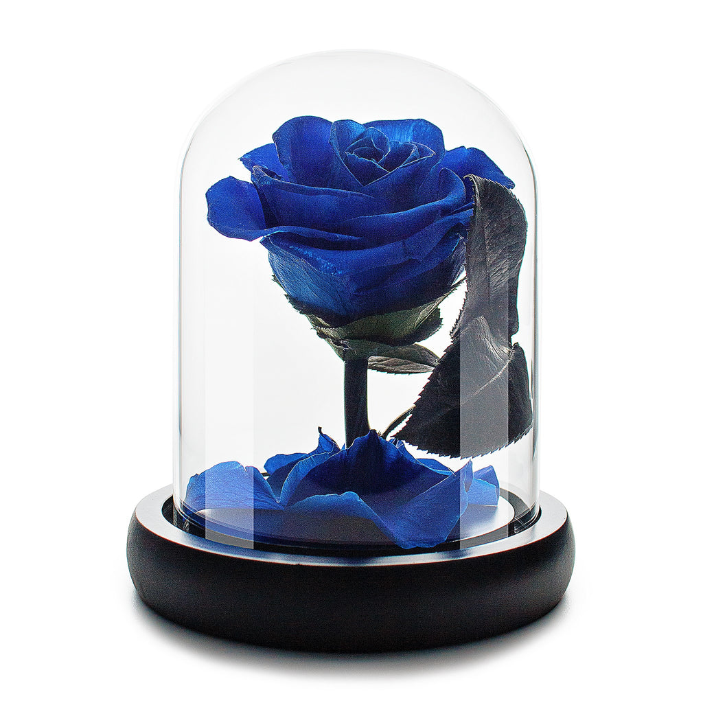 Kleine königsblaue Infinity-Rose in Glaskuppel