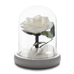Small Infinity White Rose in Glass Dome