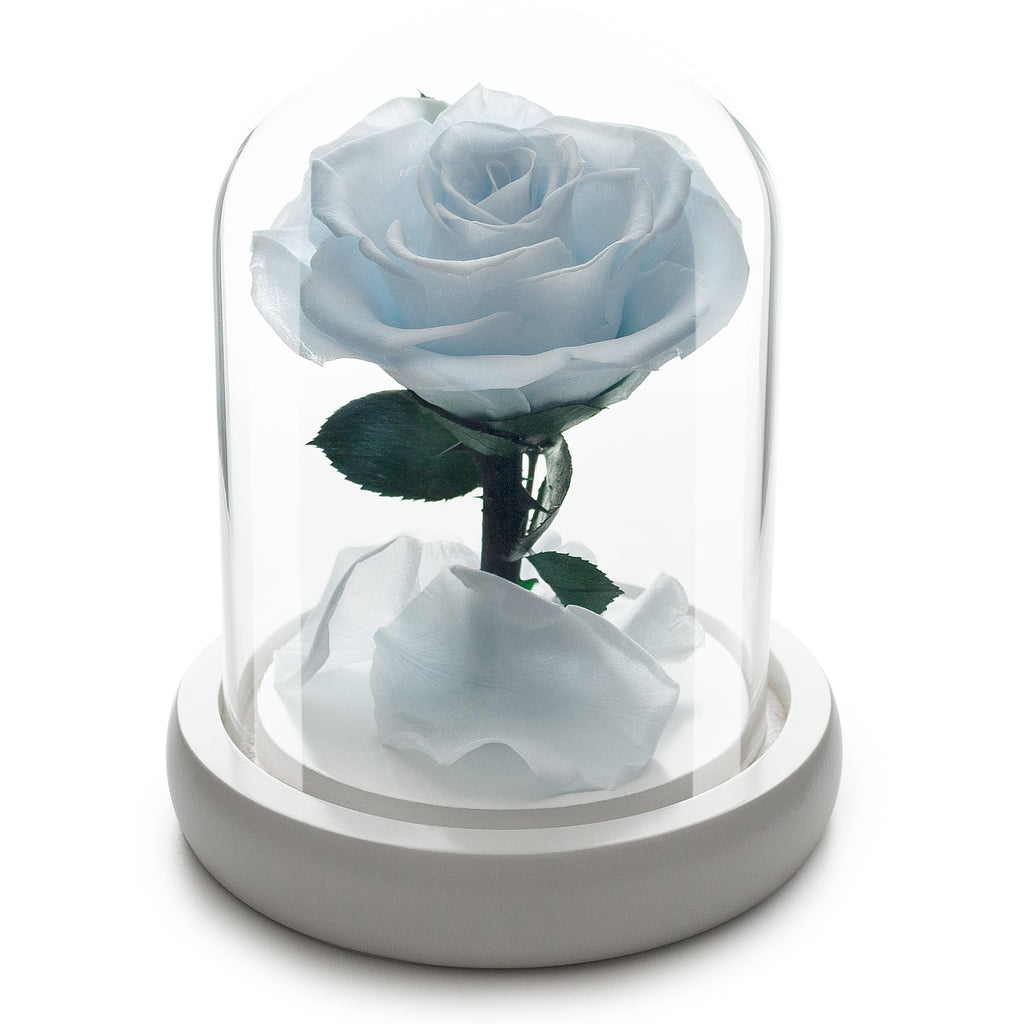 Kleine babyblaue Infinity-Rose in Glaskuppel