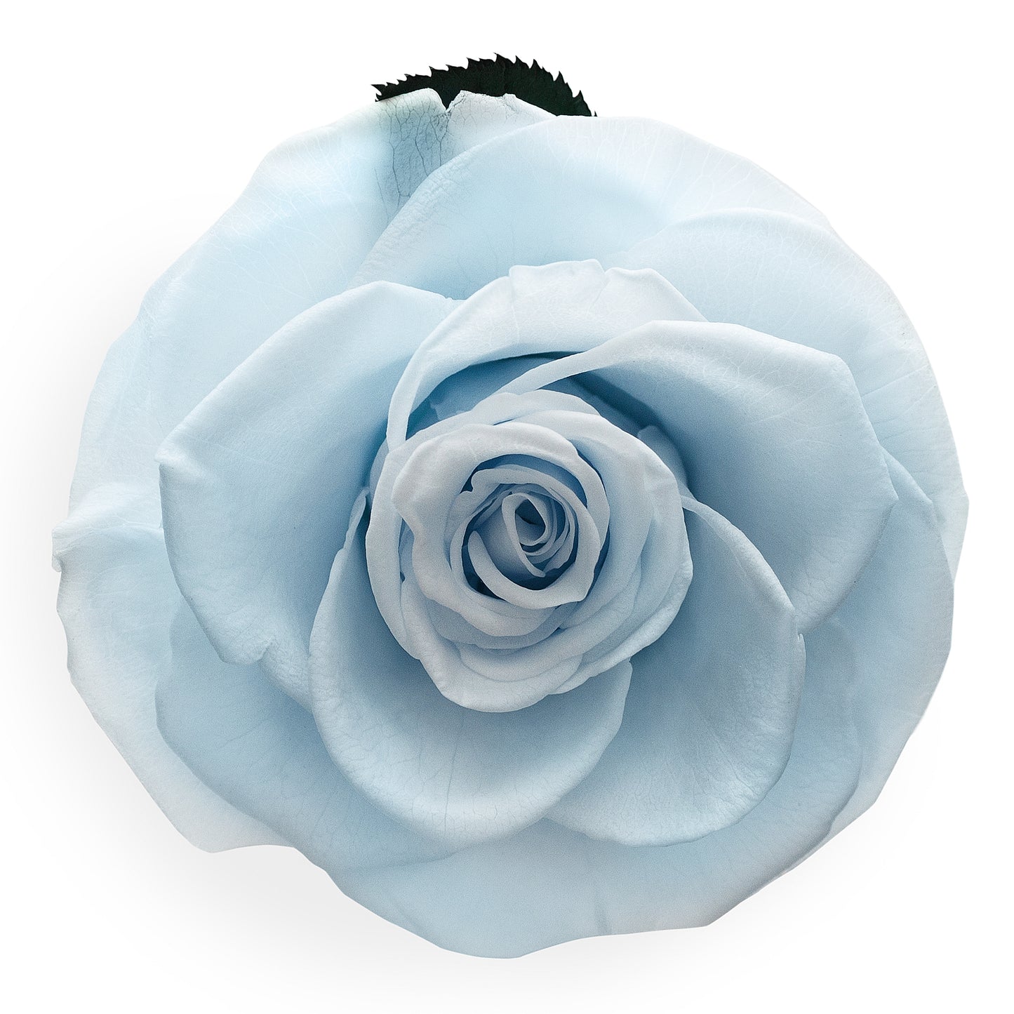 Light Blue Infinity Rose in Glass Dome